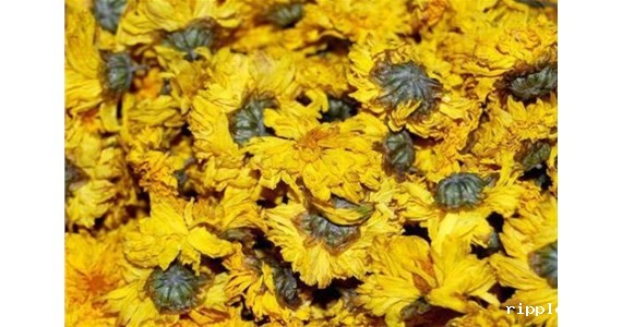 菊花烘干房的温控细节介绍